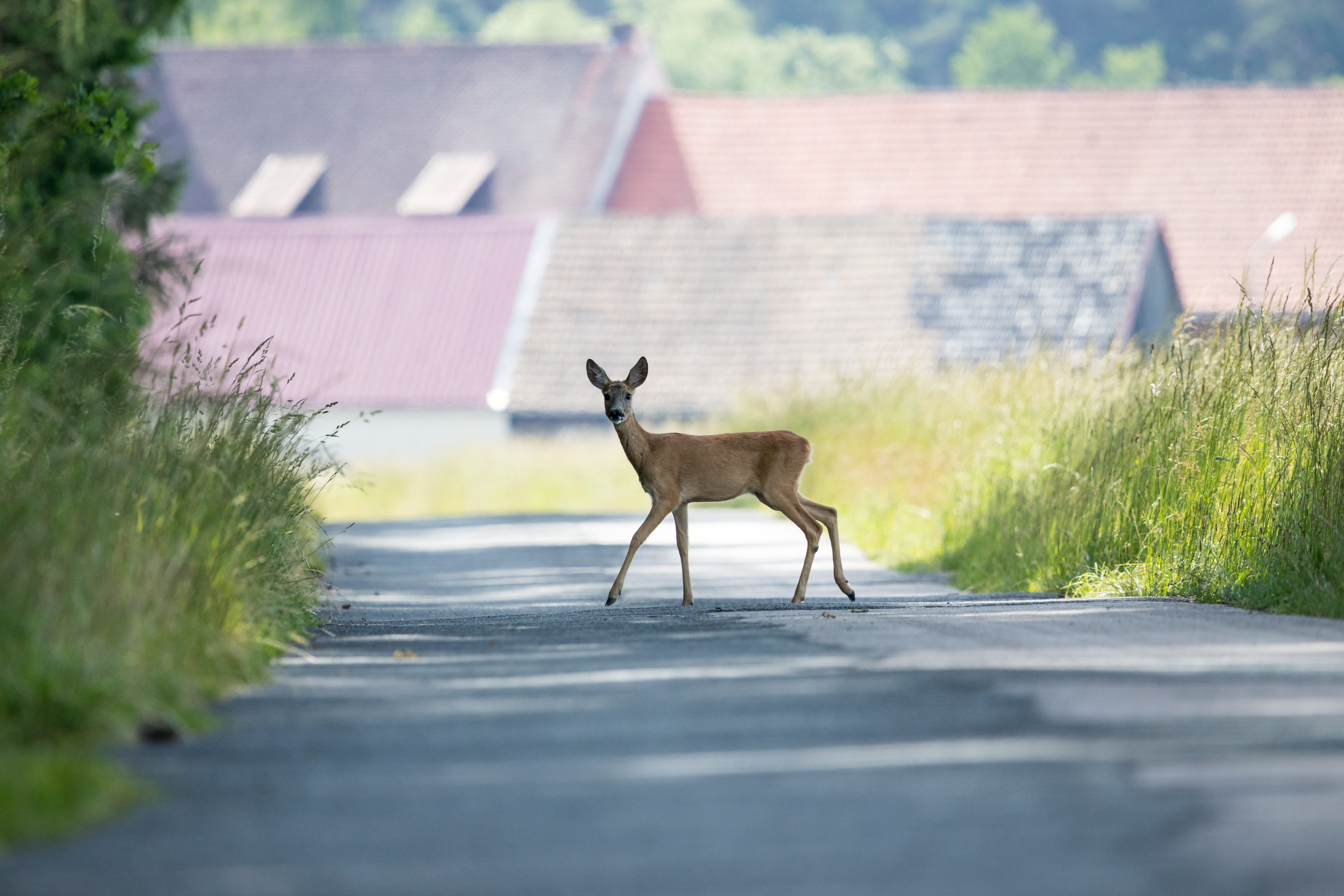 Landstraße mit Wildtier