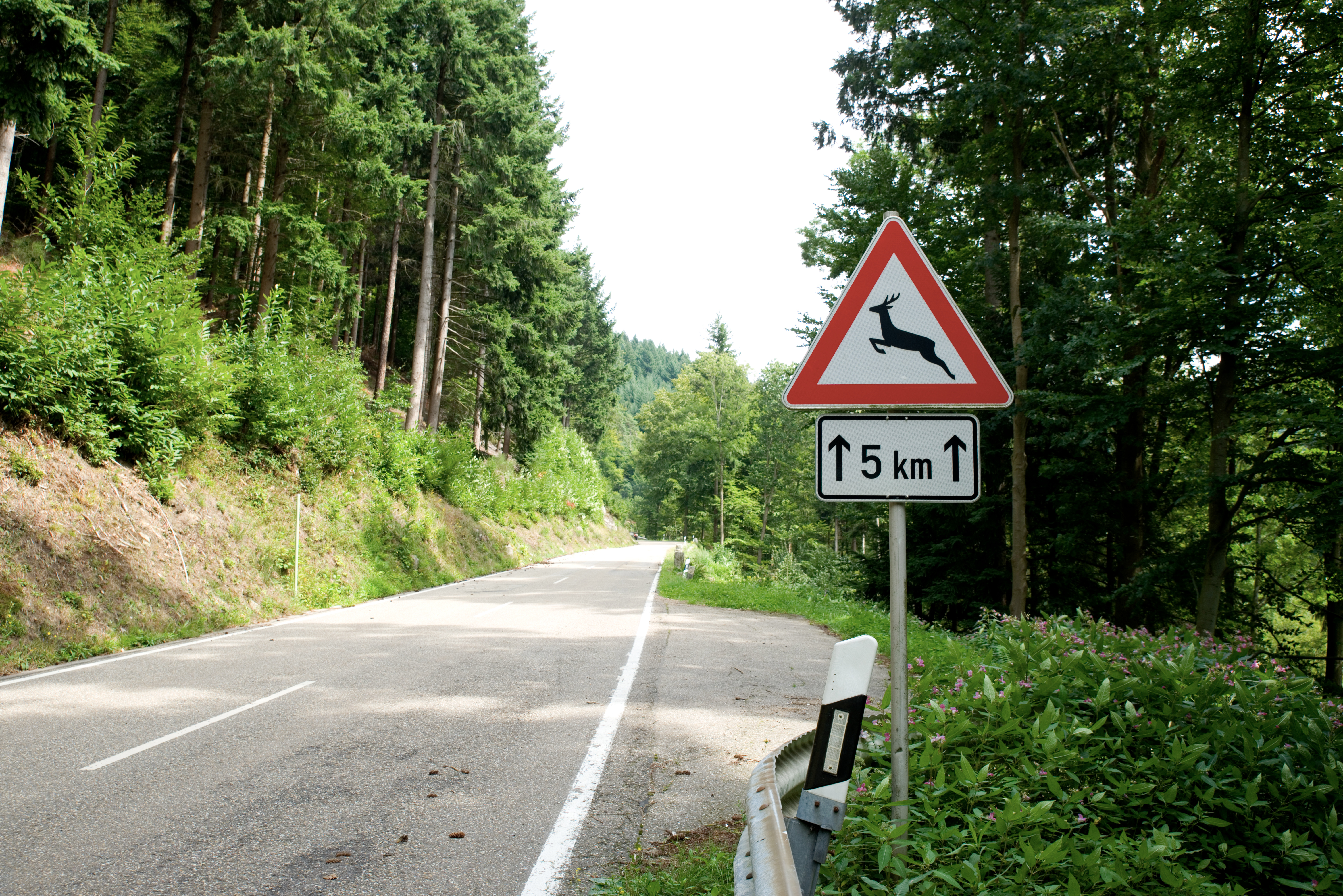 Landstraße mit Schild - Achtung Wildwechsel